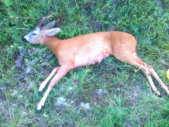 ,, ďalší zrazený ,,