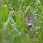 dnes ráno v kukurici