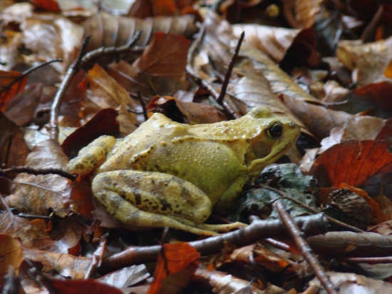... žeby princezná?