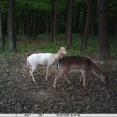 BIELY už bez parožia