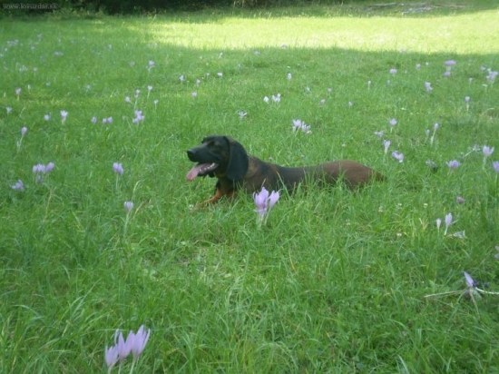 kvietok medzi kvetinami