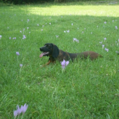 kvietok medzi kvetinami