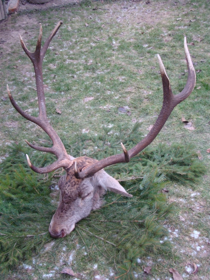 JELEŇ- nakoniec 13r.