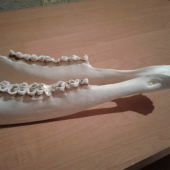 Jeleň13r