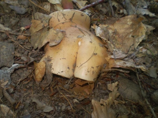 čo vám to pripomína ?