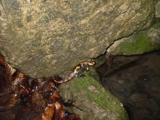 salamandra