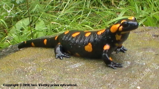 salamandra