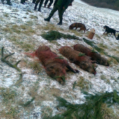 ...polovačka Bojnice...