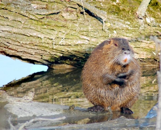 nutria si masti brucho