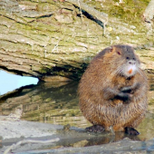 nutria si masti brucho