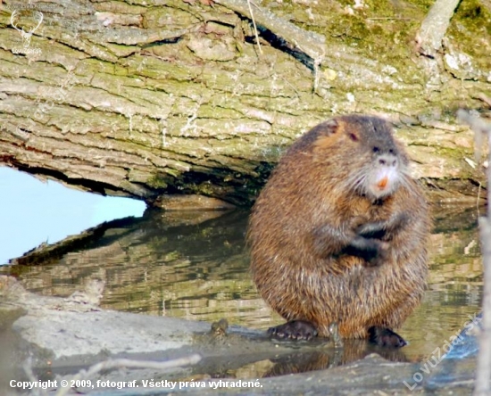 nutria si masti brucho