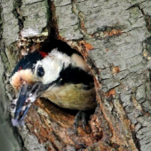 mama