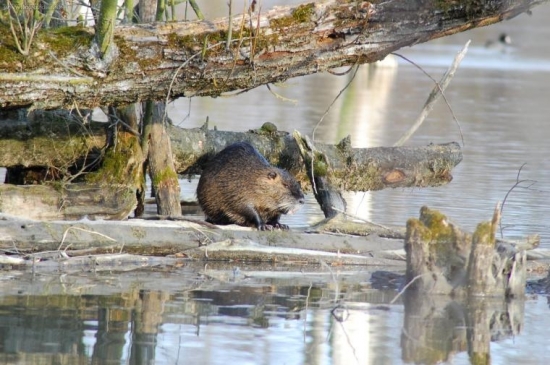 nutria