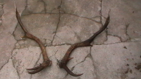 zhody jelena ktory trpel