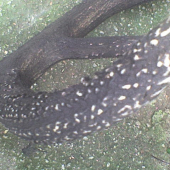 detail ocnika
