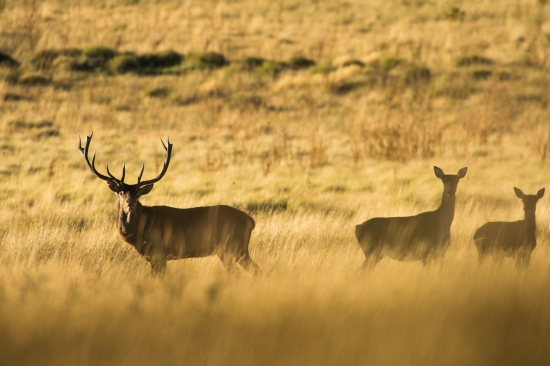 Zaujaty ...čaká na soka