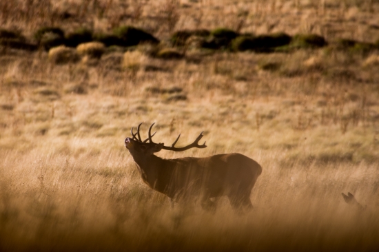 čo mu asi zavoňalo...  :)