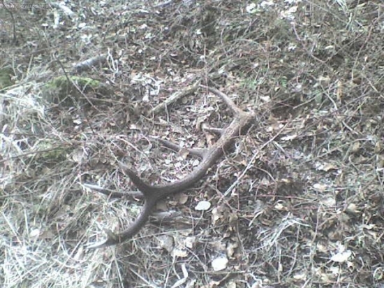 14 torak
