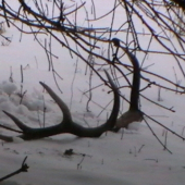 rok  2010 startoval tento zhodik