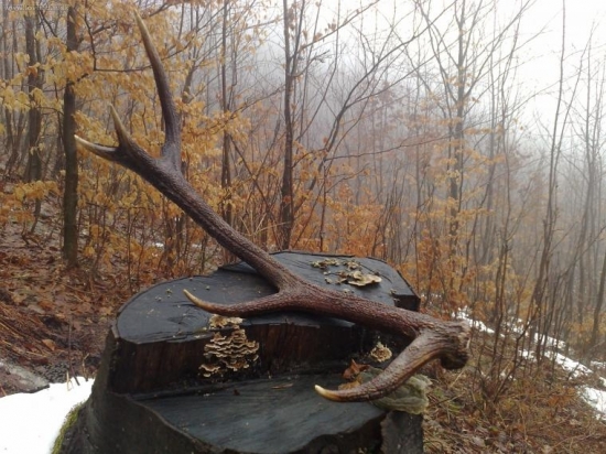 Vcerajsi, 2,75kg, 110cm