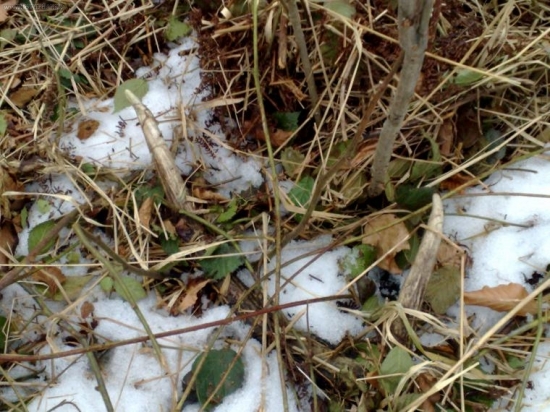 Minuloročný 12-torák