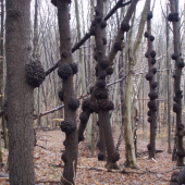 začarované