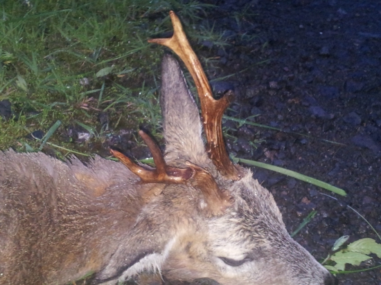 prvý tohtoročný srnec