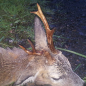 prvý tohtoročný srnec