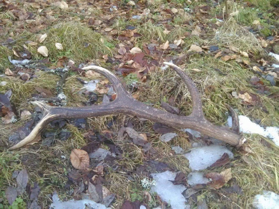 Bratova prvá vychádzka