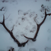 Skoda ze minulorocne ale potesia