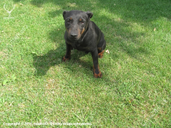 nový člen poľovníckej rodiny :-))