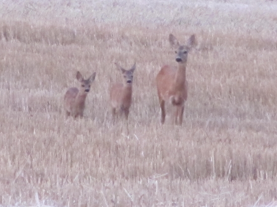 maminka čo za čudo nás to fotí ? :-))