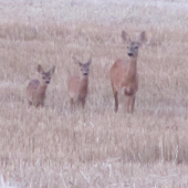 maminka čo za čudo nás to fotí ? :-))