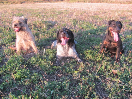 moja svorka krpatých poľovníkov :)