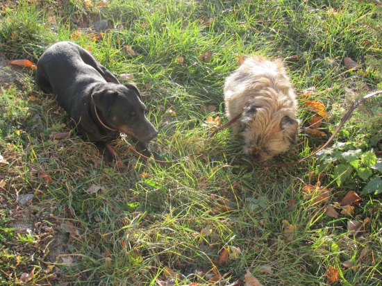 únava po poľovačke