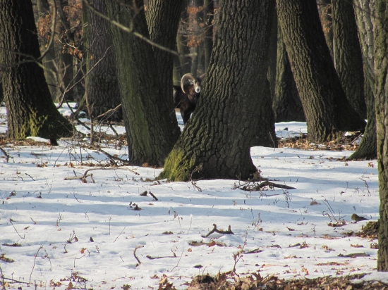nechcel sa viac ukázať