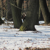 nechcel sa viac ukázať