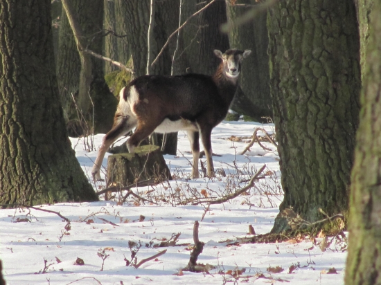 muflónka bola odvážnejšia