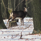 muflónka bola odvážnejšia