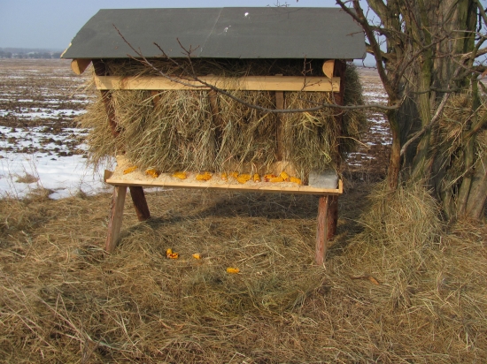 dnes sa znovu dopĺňalo krmivko a soľ