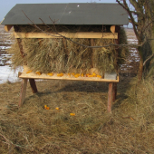 dnes sa znovu dopĺňalo krmivko a soľ