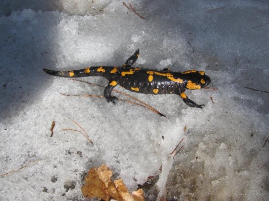 fotoúlovok , salamandra škvrnitá