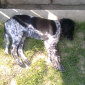 Bretonec po dobrom obede