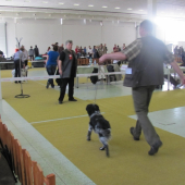 NitraDog 2012