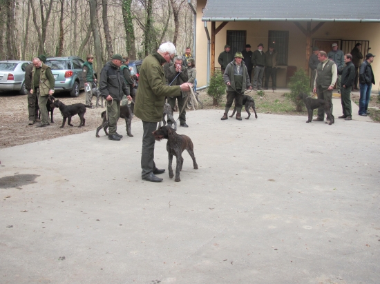 Chovný zvod Klubu chovatelov hrubosrstých stavačov