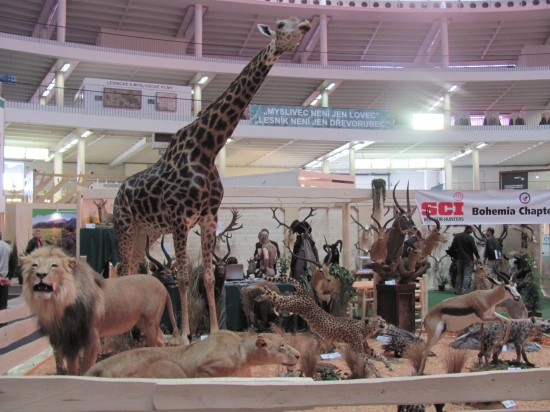 pekne vypracované trofeje z Brnianskej výstavy