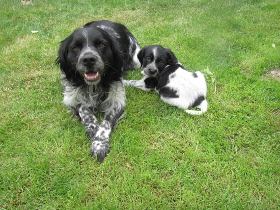 môj bretoňák a jeho syn :)