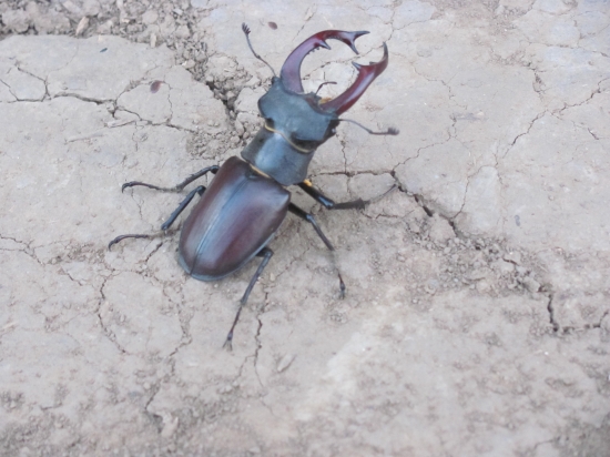 roháčik šestoráčik :)