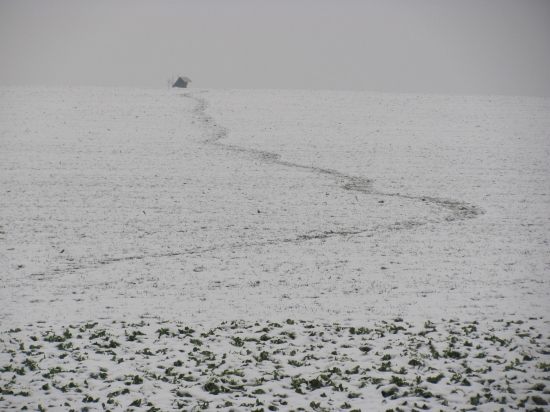 navštevovaný srnčou