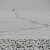 navštevovaný srnčou